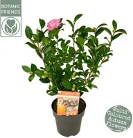 Camellia sasanqua 'Autumn Festival' (Japanse Roos) 50cm - afbeelding 2