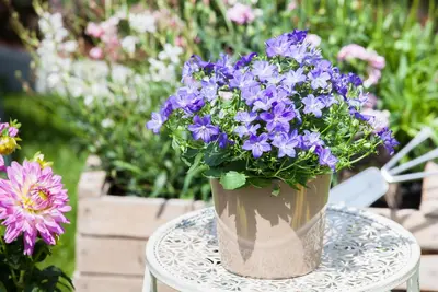 Campanula, blau (Klokjesbloem) - afbeelding 1