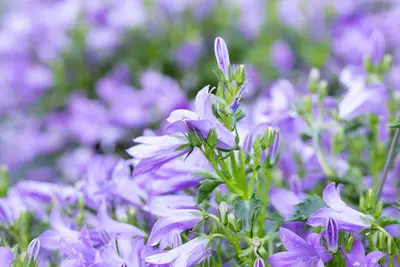 Campanula, blau (Klokjesbloem) - afbeelding 2