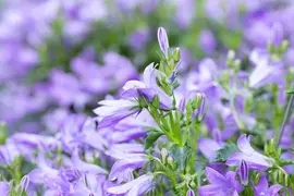 Campanula, blau (Klokjesbloem) - afbeelding 2