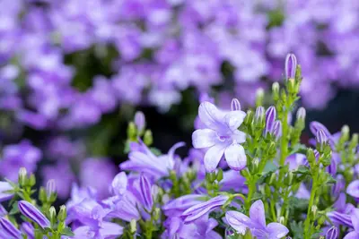 Campanula, blau (Klokjesbloem) - afbeelding 3