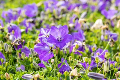 Campanula carpatica 'Blaue Clips' (Karpatenklokje) - afbeelding 2