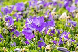 Campanula carpatica 'Blaue Clips' (Karpatenklokje) - afbeelding 2