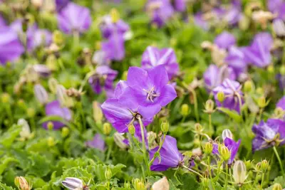 Campanula carpatica 'Blaue Clips' (Karpatenklokje) - afbeelding 4