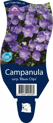 Campanula carpatica 'Blaue Clips' (Karpatenklokje) - afbeelding 1