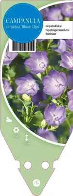 Campanula Carpatica Blaue Clips (Karpatenklokje) - afbeelding 1