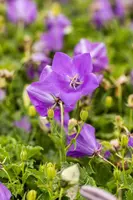 Campanula carpatica 'Blaue Clips' (Karpatenklokje) - afbeelding 3