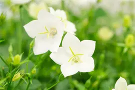 Campanula carpatica 'Weisse Clips' (Karpatenklokje) - afbeelding 2