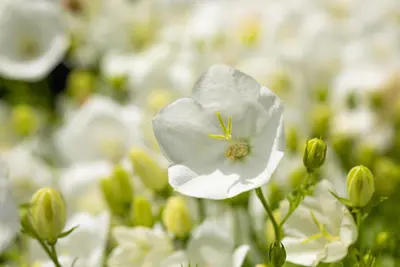 Campanula carpatica 'Weisse Clips' (Karpatenklokje) - afbeelding 4