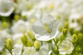 Campanula carpatica 'Weisse Clips' (Karpatenklokje) - afbeelding 4