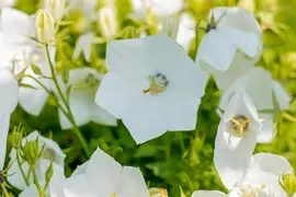 Campanula carpatica 'Weisse Clips' (Karpatenklokje) - afbeelding 5