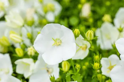 Campanula Carpatica Weisse Clips (Karpatenklokje) - afbeelding 5