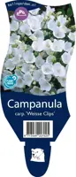 Campanula carpatica 'Weisse Clips' (Karpatenklokje) kopen?