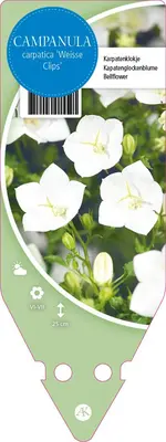 Campanula Carpatica Weisse Clips (Karpatenklokje) - afbeelding 1