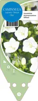 Campanula Carpatica Weisse Clips (Karpatenklokje) - afbeelding 1
