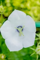 Campanula carpatica 'Weisse Clips' (Karpatenklokje) - afbeelding 6