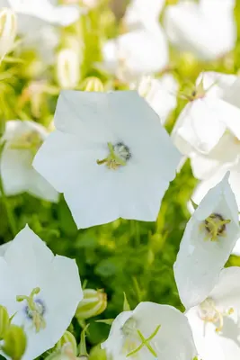 Campanula Carpatica Weisse Clips (Karpatenklokje) - afbeelding 9