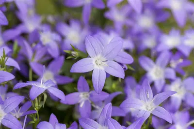 Campanula garganica (Klokjesbloem) - afbeelding 2