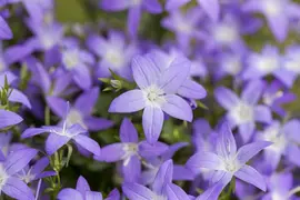 Campanula garganica (Klokjesbloem) - afbeelding 2
