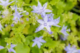 Campanula garganica (Klokjesbloem) - afbeelding 4