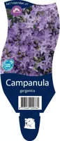 Campanula garganica (Klokjesbloem) kopen?