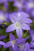 Campanula garganica (Klokjesbloem) - afbeelding 3