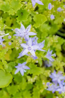 Campanula garganica (Klokjesbloem) - afbeelding 5