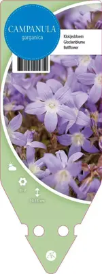 Campanula Garganica Major (Klokjesbloem) - afbeelding 1