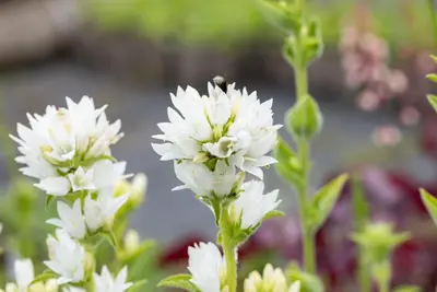 Campanula Glomerata Alba (Kluwenklokje) - afbeelding 7
