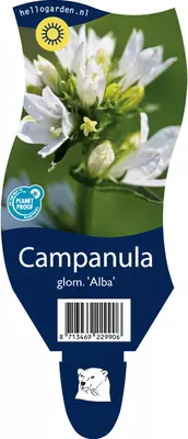 Campanula glomerata 'Alba' (Kluwenklokje) - afbeelding 1