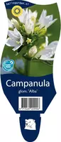 Campanula glomerata 'Alba' (Kluwenklokje) - afbeelding 1