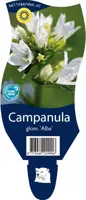 Campanula glomerata 'Alba' (Kluwenklokje) - afbeelding 1