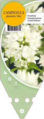 Campanula Glomerata Alba (Kluwenklokje) - afbeelding 1