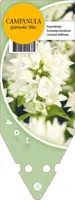 Campanula Glomerata Alba (Kluwenklokje) - afbeelding 1