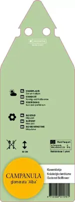 Campanula Glomerata Alba (Kluwenklokje) - afbeelding 2