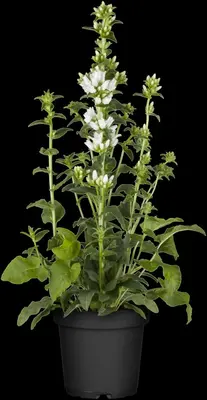 Campanula Glomerata Alba (Kluwenklokje) - afbeelding 5