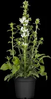 Campanula Glomerata Alba (Kluwenklokje) - afbeelding 5