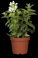 Campanula Glomerata Alba (Kluwenklokje) - afbeelding 3