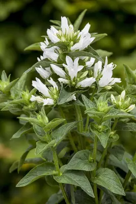 Campanula Glomerata Alba (Kluwenklokje) - afbeelding 4