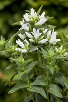 Campanula Glomerata Alba (Kluwenklokje) - afbeelding 4