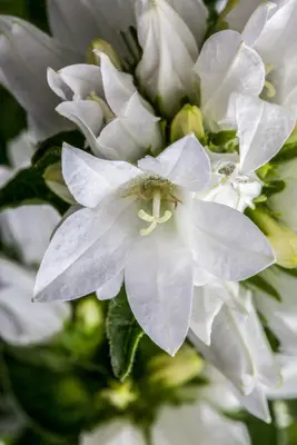Campanula Glomerata Alba (Kluwenklokje) - afbeelding 6