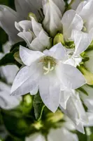 Campanula Glomerata Alba (Kluwenklokje) - afbeelding 6
