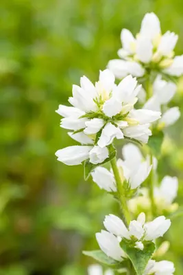 Campanula Glomerata Alba (Kluwenklokje) - afbeelding 8