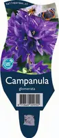 Campanula glomerata (Kluwenklokje) - afbeelding 1