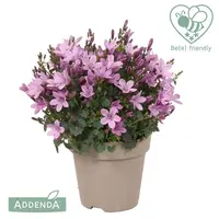 Campanula haylodgensis 'Addenda'® (Klokjesbloem) - afbeelding 1
