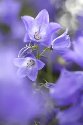 Campanula (Klokjesbloem) - afbeelding 8
