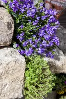 Campanula (Klokjesbloem) - afbeelding 14