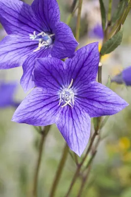 Campanula (Klokjesbloem) - afbeelding 16