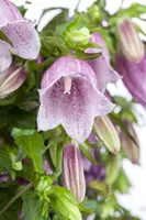 Campanula (Klokjesbloem) - afbeelding 3