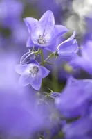 Campanula (Klokjesbloem) - afbeelding 8